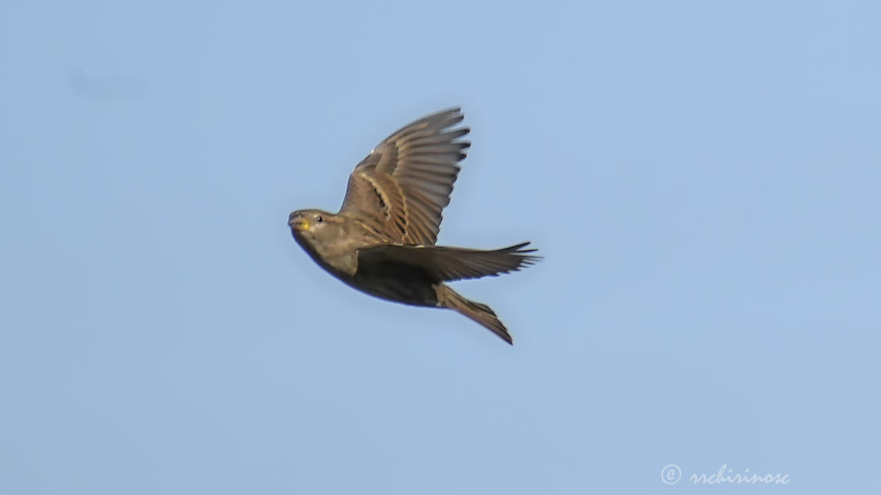 Spanish sparrow